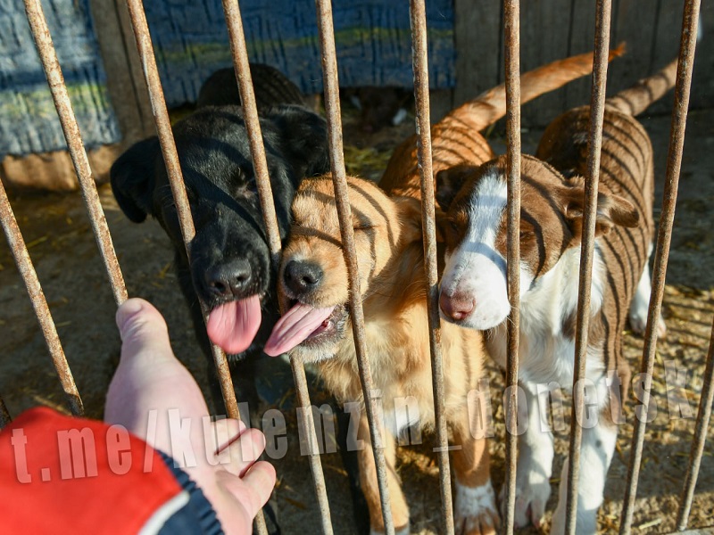 Бездомные «хвостики» получили шанс на новую жизнь и достойную старость.