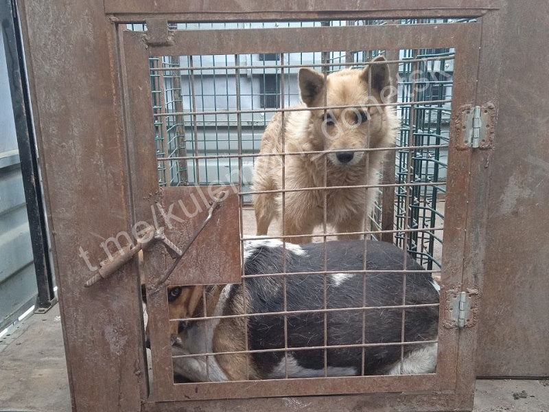 Команда предприятия «Животные в городе» продолжает свою важную работу, спасая тех, кто нуждается в нашей помощи больше всего – бездомных животных.