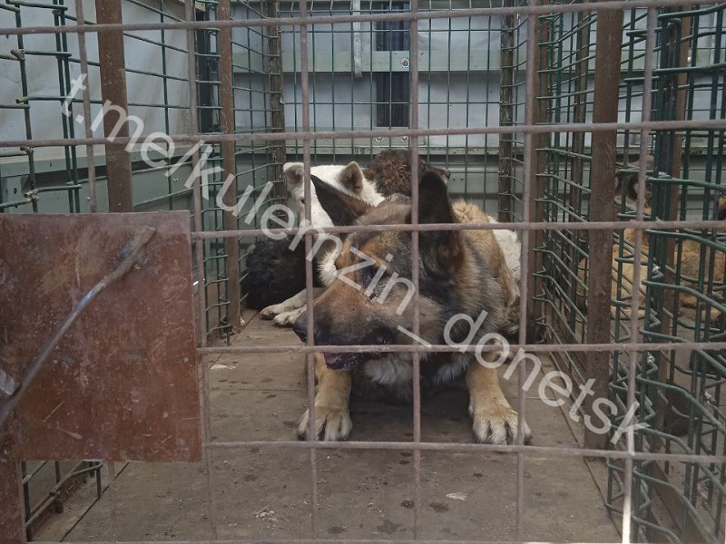 Каждый день для сотрудников предприятия «Животные в городе» — новая возможность подарить счастливую жизнь бездомным «хвостикам».